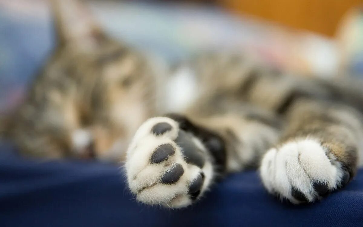 Фото лапок кошек. Лапка котика. Кошачья лапа. Кошачьи подушечки. Кошачьи подушечки на лапах.