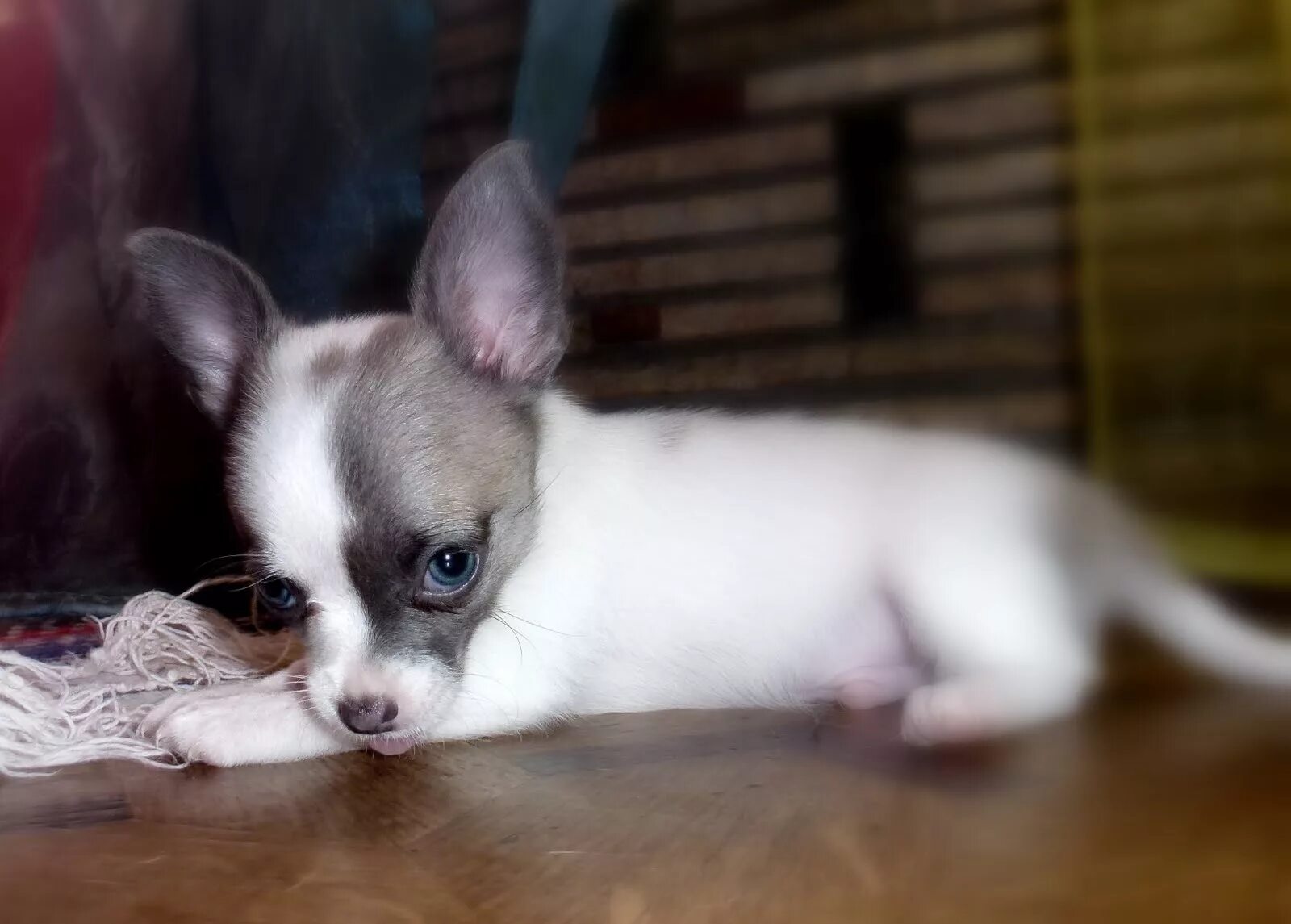 Чихуахуа мини 1 месяц. Мини чихуахуа щенки 2 месяца. Чихуахуа мини 2 месяца. Щенки чихуахуа 2 мес. Чихуахуа мини 2 месяца.