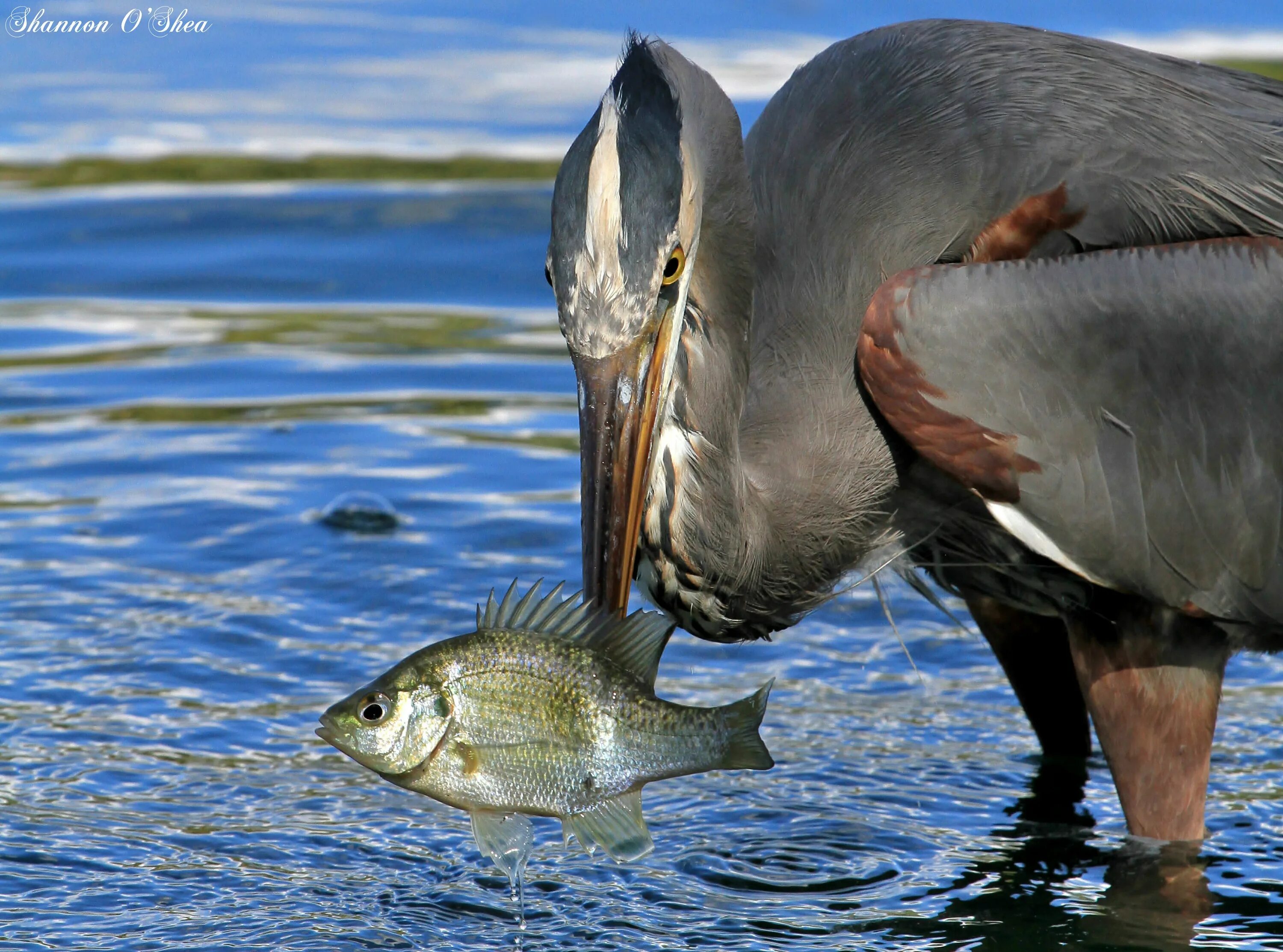 Птицы питающиеся рыбой. Водоплавающие рыбы. Птица поедающая рыбу. Цапля заглатывает рыбу.