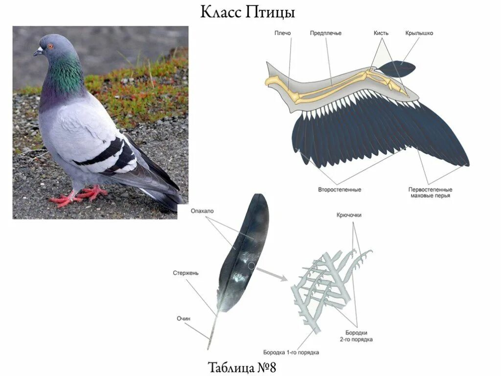 Класс птицы. Строение птицы. Строение птицы 7 класс. Покровы тела птиц. Эволюционные изменения птиц