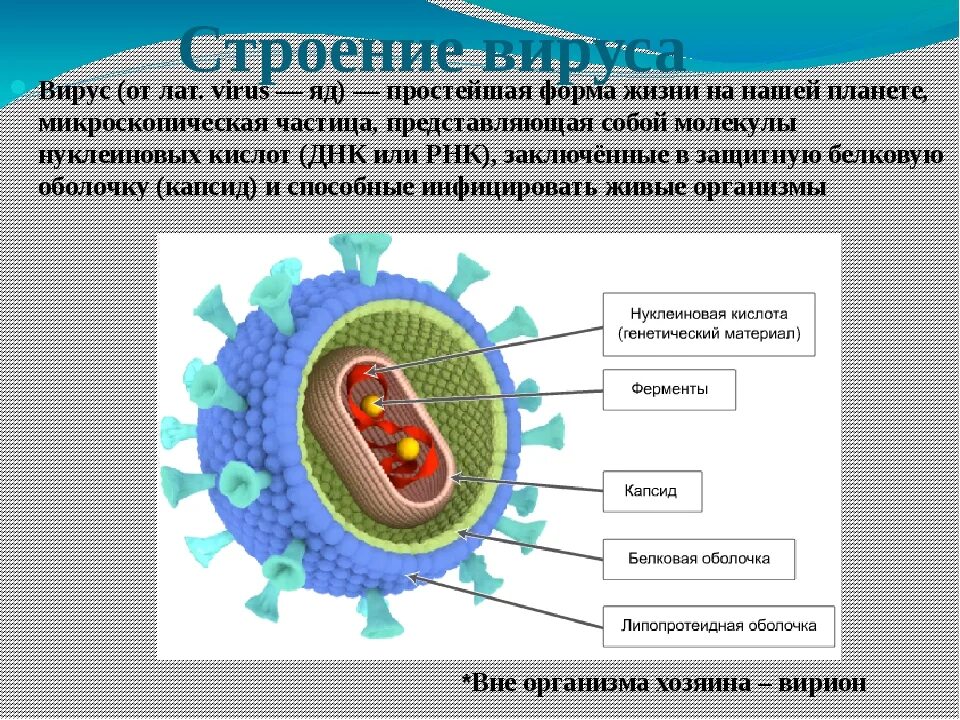 Биология 8 вирусы