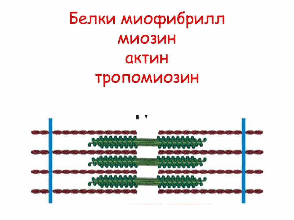 Миозин мышечной ткани. Мышечная ткань актин и миозин. миофибриллы актин миозин. белки миофибрилл. строение миофибриллы.