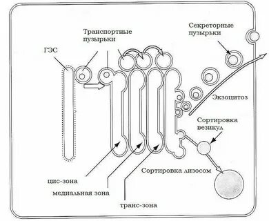 Появились шарики на языке
