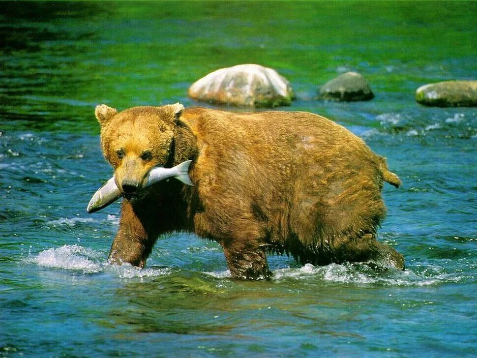 Добыча пищи животными. Добывания пищи животными. медведь пьет воду.