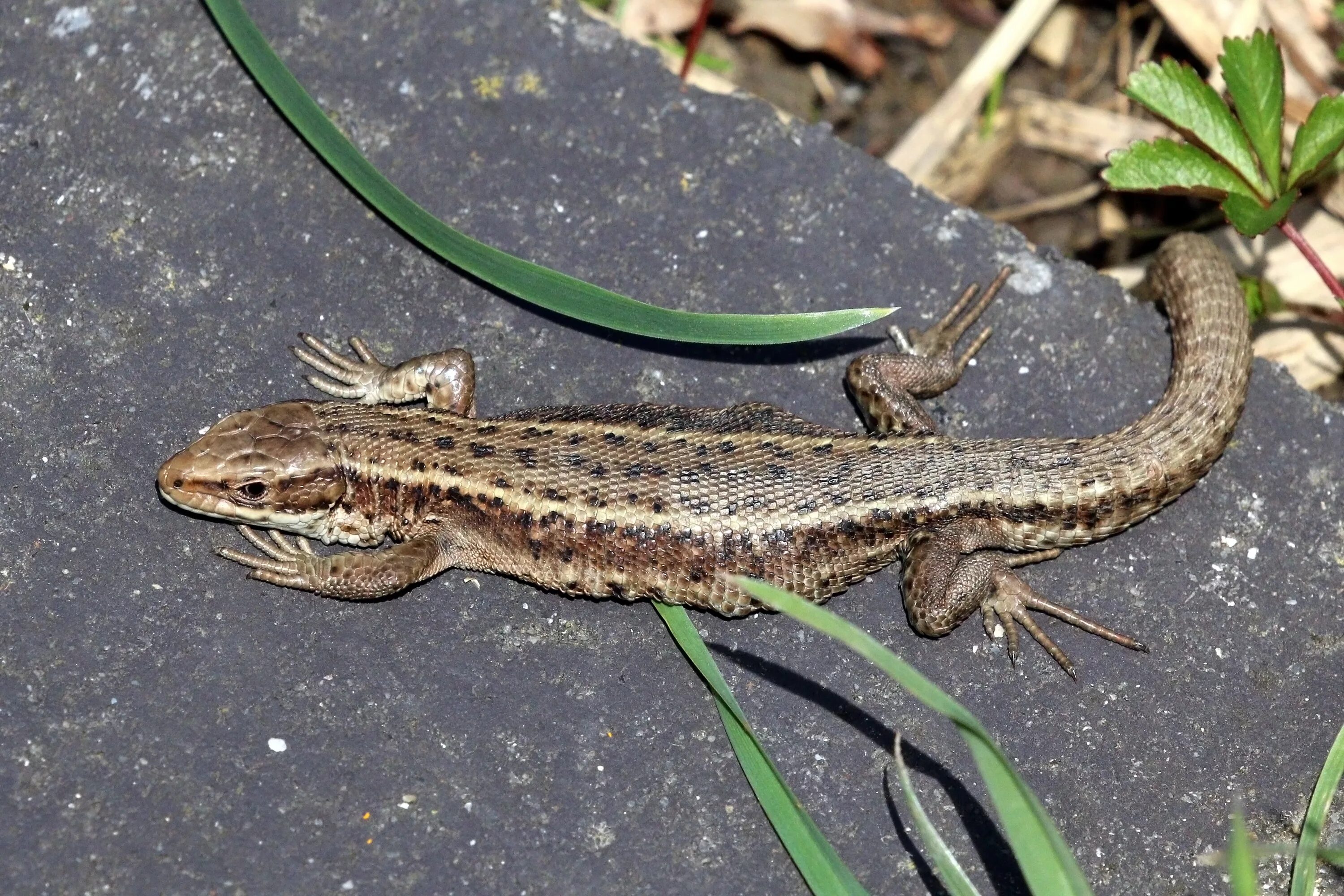 Живородящая ящерица. Ящерица Zootoca vivipara. Ящерица прыткая (лат. Lacerta Agilis). Сибирская живородящая ящерица.