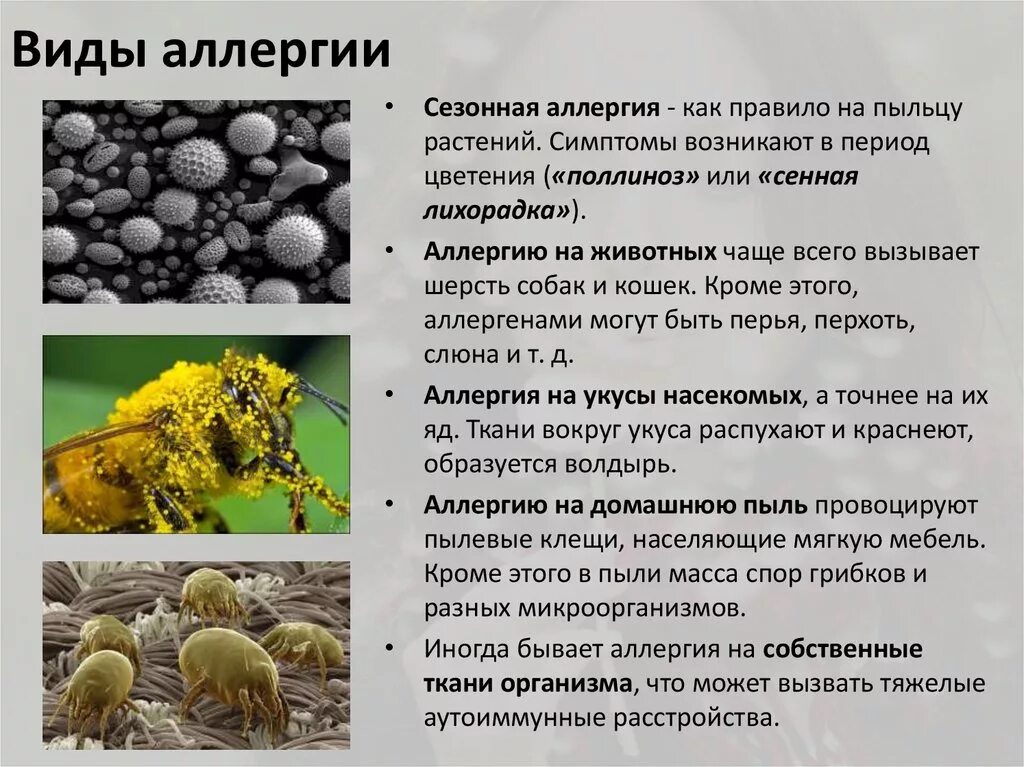 Пыленос