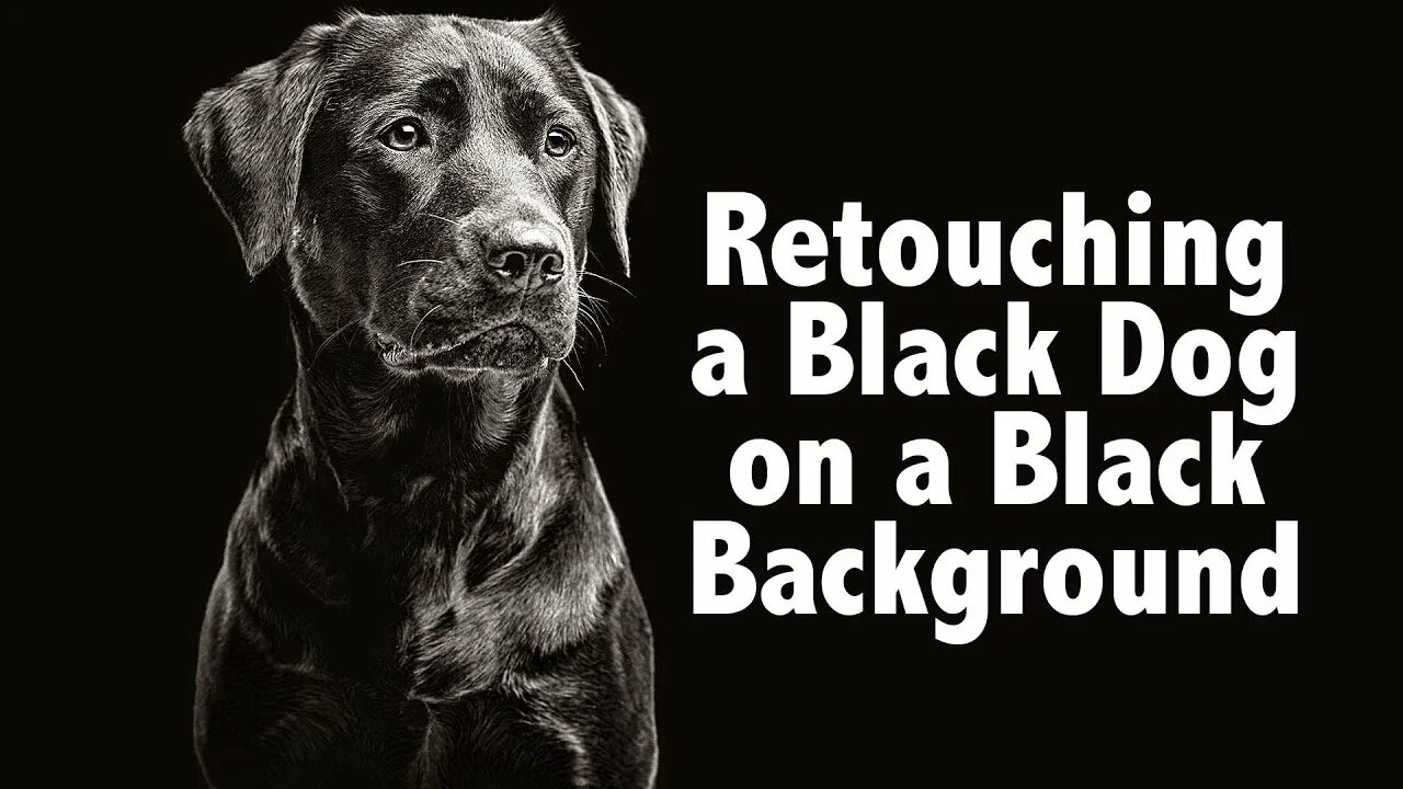 I have a black dog. Dog black and white easy. the black dog is on one’s back.