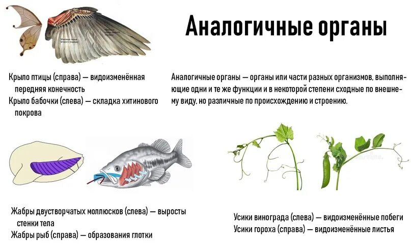 Дивергенция гомологичные и аналогичные. Аналогичные органы органы. Аналогичные органы это биология. Крыло бабочки и птицы аналогичные органы. Конвергенция аналогичные органы.