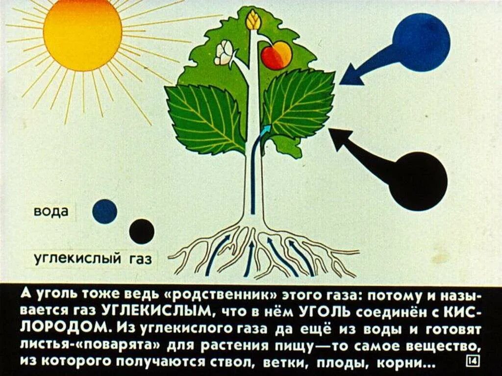 Значение листьев дерева