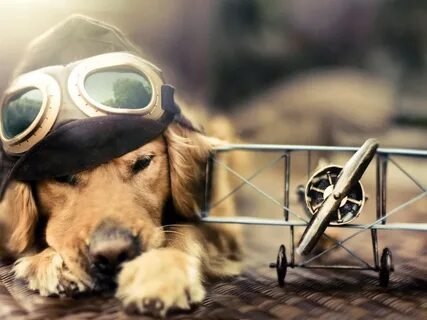 Pilot animal