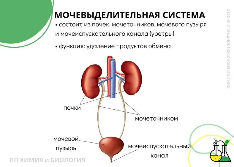 Функции мочевыделительной системы человека. Функции мочевых путей. Функции мочевыделительной системы. Мочевая система ,почка,строение,функция. Функции мочевыделительной системы человека.