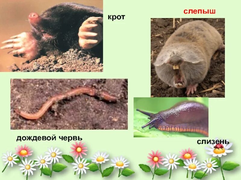 Черты приспособления червя. Крот землеройка слепыш. Дождевой червь среда обитания. Среда обитания крота.