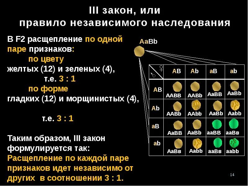 Гамет генотипа aabbcc. Закон независимого наследования Менделя. Закон независимого наследования признаков формула. 1. Закон независимого наследования признаков.. Законы Менделя закон независимого наследования признаков.