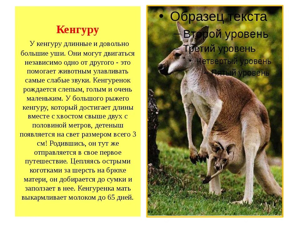 Кенгуру для детей. Кенгуру для детей. Информация о кенгуру в австралии. Происхождение слова кенгуру. Интересные факты о кенгуру в австралии.