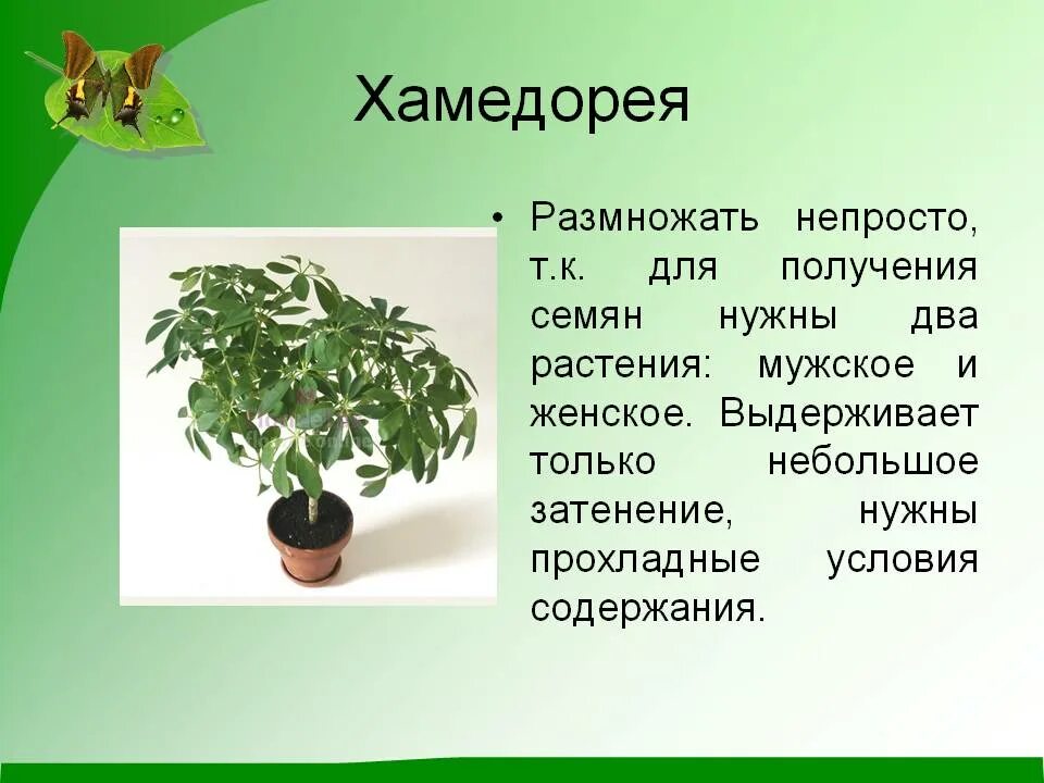 Хамедорея отросток. Пальма хамедорея черенкование. Пальма хамедорея размножается. Хамедорея размножение. Хамедорея пересадка в домашних условиях