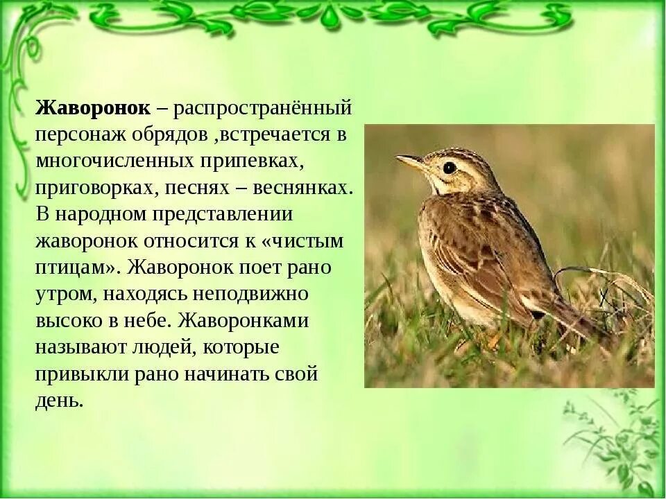 Песня лесной жаворонок. Жаворонок описание птицы. Жаворонок для детей. Жаворонок для презентации. Жаворонок презентация для детей.