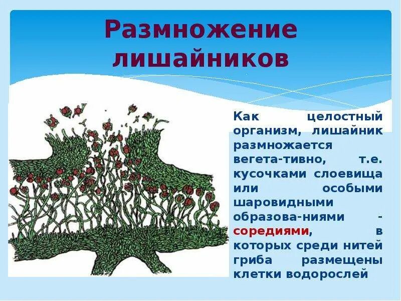 Как используют лишайники. Лишайники слоевище размножаются. Лишайники размножение слоевищем. Проект по биологии тема лишайники. Информация о лишайниках.