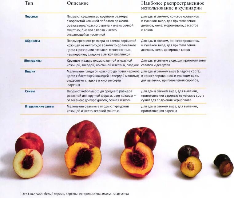 Схема классификации косточковых плодов вишня. Сколько весит 1 слива без косточки. Таблица косточковые плоды. Сорт абрикос для косточек. Нектарин калорийность