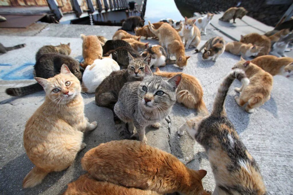 Окружи кошку. Никосима остров кошек. Куча котов. Много котов. Толпа котов.