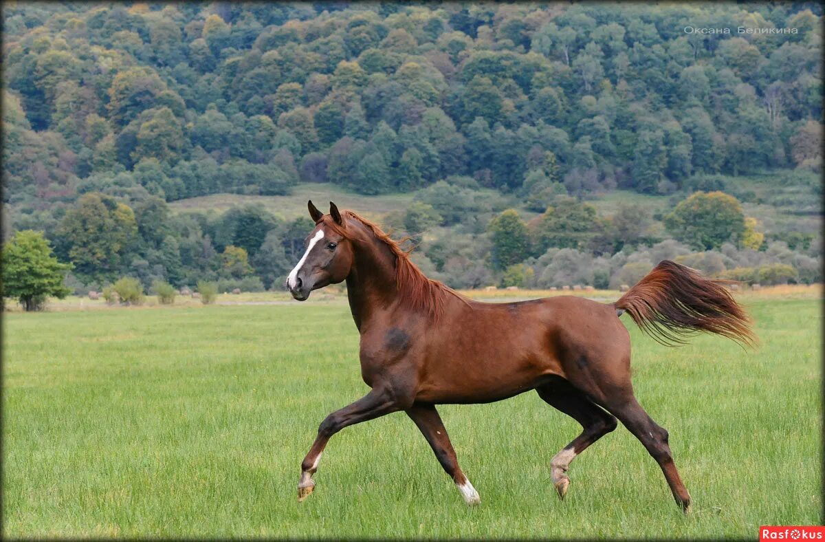 лошадь идет рысью. лошадь идет рысью. лошадь породы орловский рысак. галоп аллюр лошади. ахалтекинская лошадь.