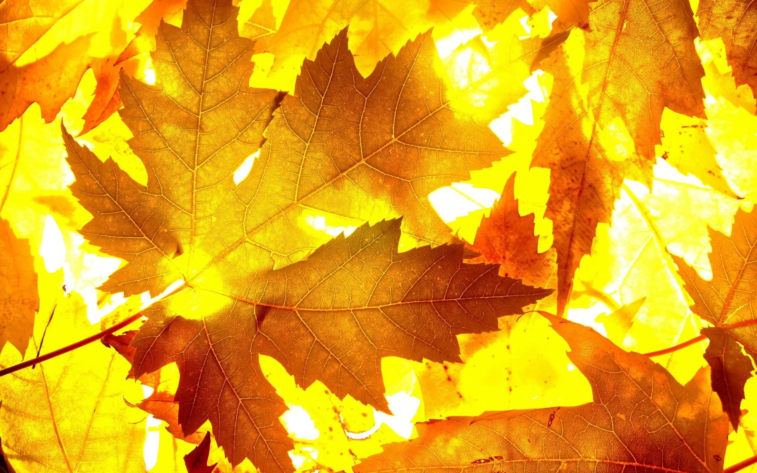 Золотистый листок. Осенние листья. Осенние листочки. Желтый лист. Листья золотые.