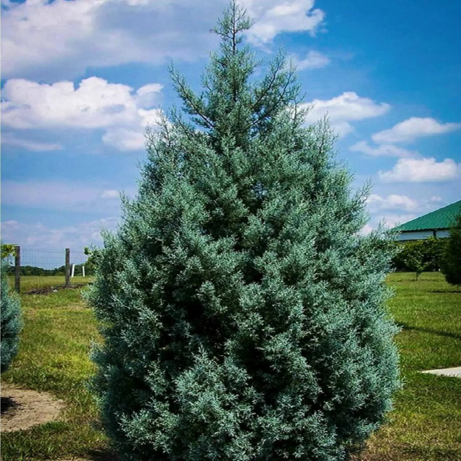 Кипарис Аризонский Фастигиата. Кипарис Аризонский (Cupressus arizonica). Кипарис Аризонский Фастигиата (Cupressus arizonica Fastigiata). Кипарис Аризонский голубой.