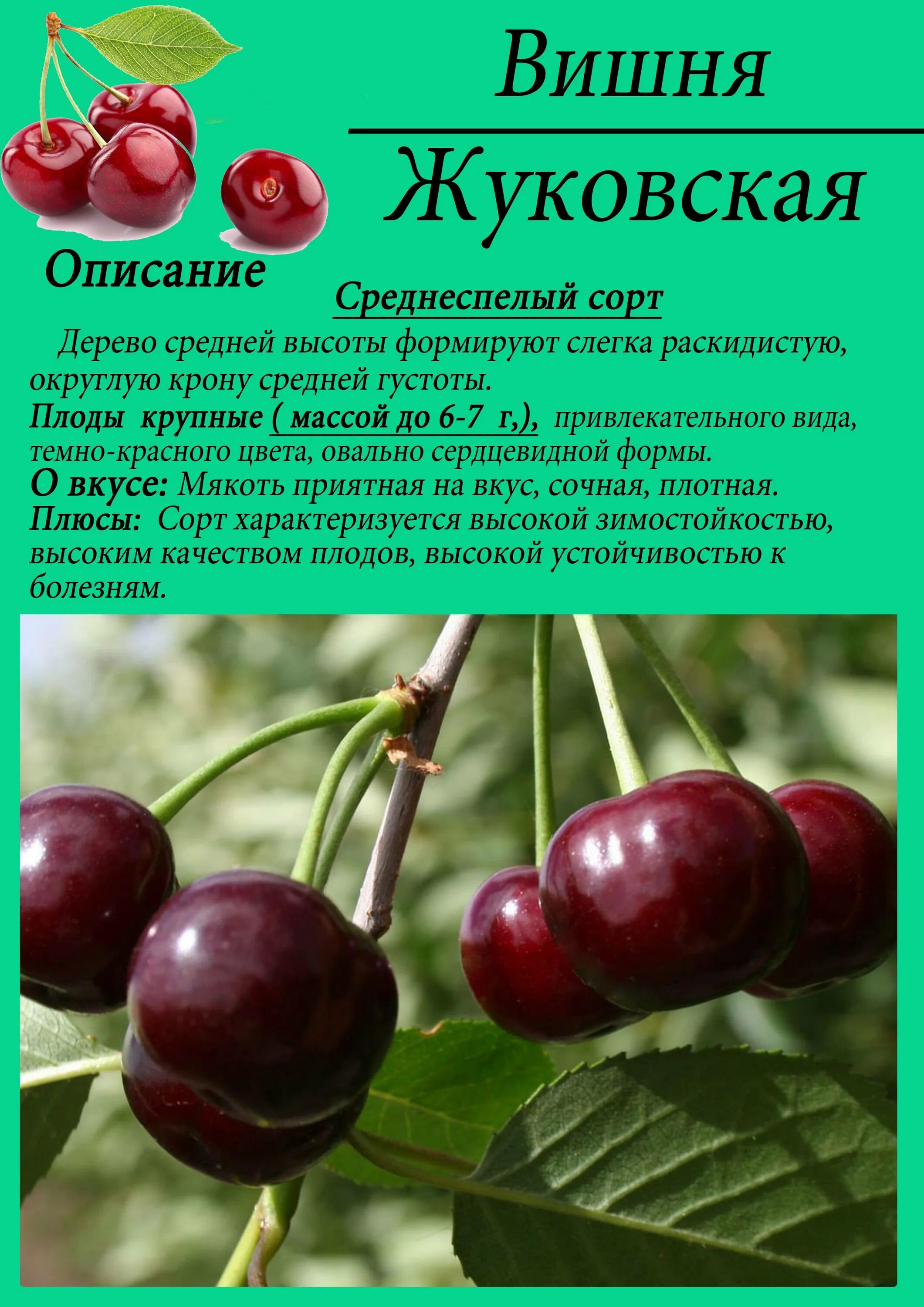 Вишня путинка описание. Вишня сорт Жуковская. Черешня Жуковская описание сорта. Сорт вишни Шпанка. Сорт черешни Шпанка.