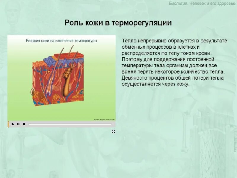 Строение кожи 8 класс биология тест. Роль кожи втерморегудяции. Роль кожи в терморегуляции организма. Участие кожи в терморегуляции. Роль кожи в процессах терморегуляции.