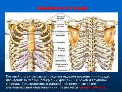 Верхний отдел грудины