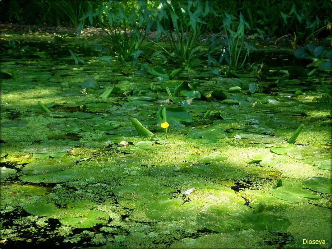 Трава Ряска Болотная. Ряска малая Lemna Minor. Ряска водные растения. Ряска в водоеме