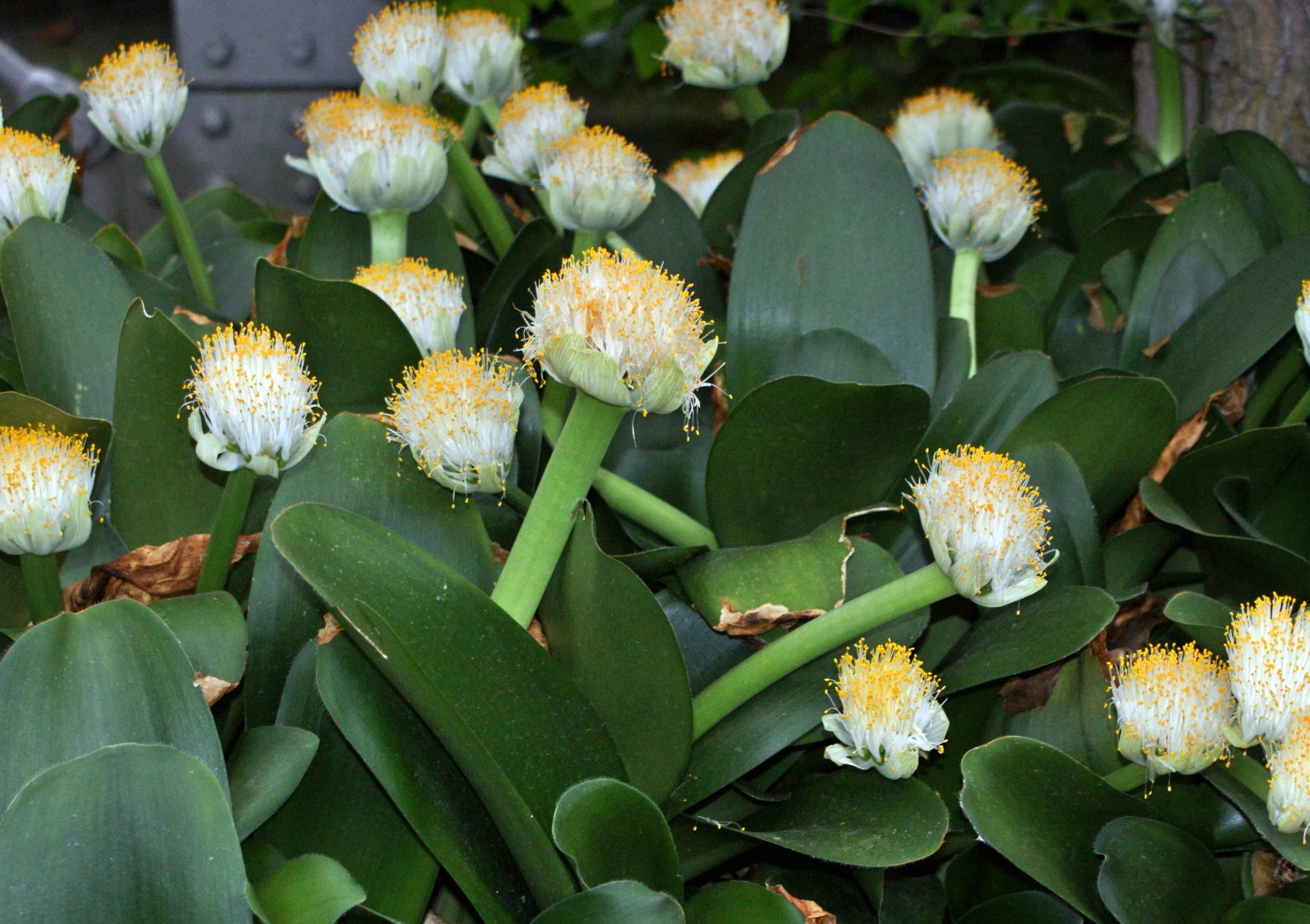 Гемантус белоцветковый. Гемантус белоцветковый Олений язык. Haemanthus albiflos. Гемантус альбифлос.