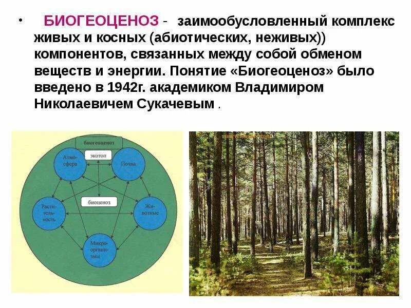 Множество связанных между собой элементов