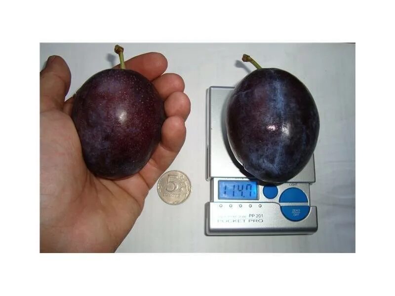 Слива бербанк гигант описание сорта фото отзывы. Слива сорт исполинская. слива гигант бербанк. сорт сливы эмпресс. слива гросса.