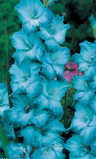 Гладиолус голубой топаз. Гладиолус люпус. Гладиолус блю маунтин. Гладиолус блю берд. Голубые гладиолусы сорта.