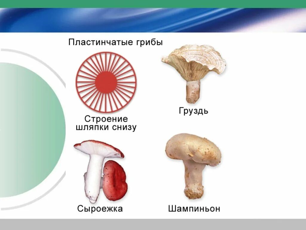 Пластинчатые грибы строение шляпки снизу. Строение шляпки пластинчатых грибов. Строение шляпки пластинчатого гриба. Пластинчатые грибы. Строение пластинчатых грибов