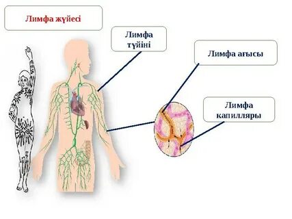 Ең танымал неміс порно жұлдыздары