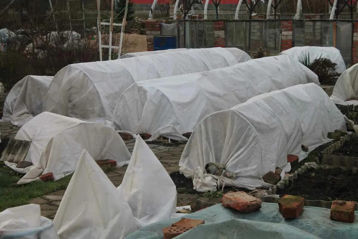 Зимнее укрытие для роз. Укрытие крупнолистной гортензии. Укрытия с роз весной. Как правильно укрыть. Правильное укрытие роз на зиму в подмосковье.