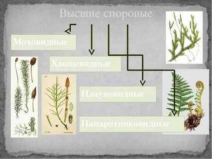 Споровые растения отдел моховидные 7 класс биология
