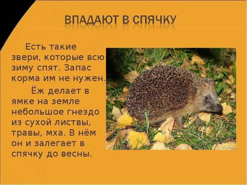 Ушастый ёж в норе. На земле в ямке делает небольшое гнездо из сухой листвы травы мха. Гнездо гнездо зарянки. Еж впадает в зимнюю спячку. Степной жаворонок птенцы.