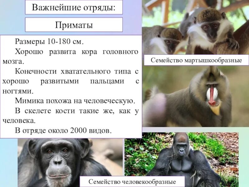Отряд приматов относится к. Отряд млекопитающих приматы. класс млекопитающие отряд приматы. отряд приматы характеристика. приматы семейства и представители.