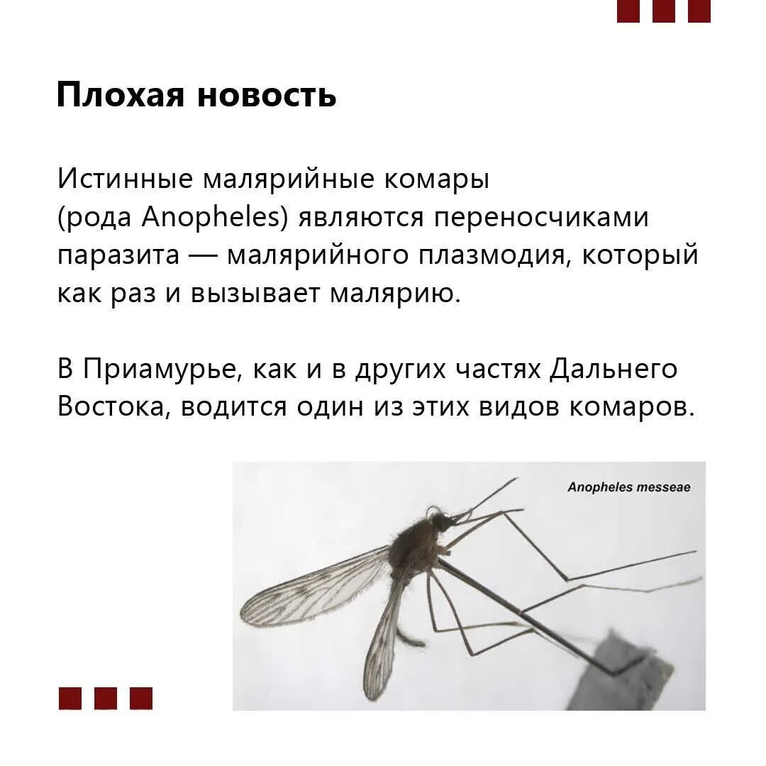 Сколько живут комары обыкновенные. Комар. Большие комары. Какие виды комаров есть. Комар насекомое виды.