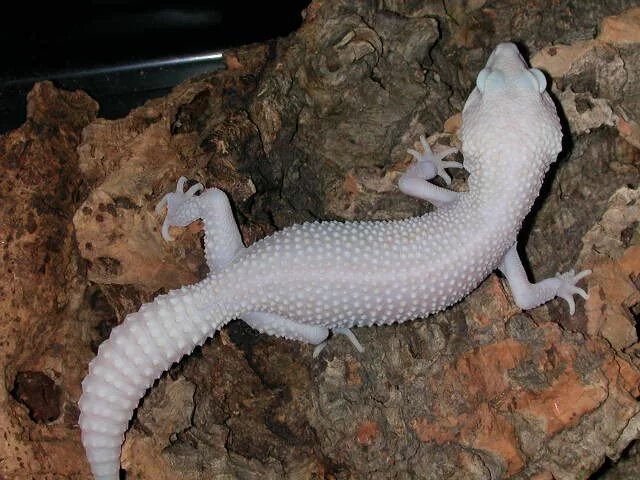 Эублефар морфа нова. Patternless эублефар. Enigma albino эублефар. Морфа нова. Nova эублефар.