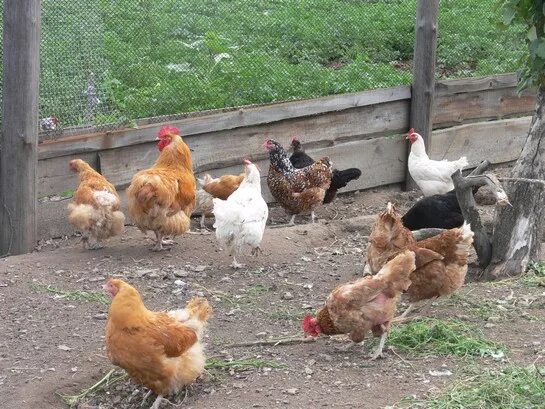 куры в деревне. куры во дворе в деревне. курочки гуляют во дворе. куры во дворе. во дворе гуляют куры.