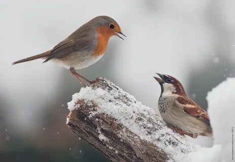 Фото малиновки самец и самка
