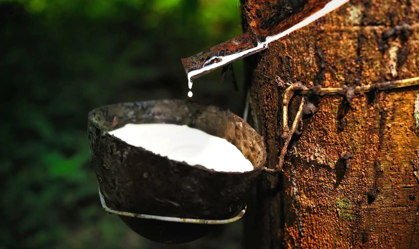 Природный каучук это. Натуральный каучук происхождение. Скн 26 пвх 30. Природный каучук это. Натуральный каучук это природный полимер.