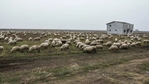 Большая отара