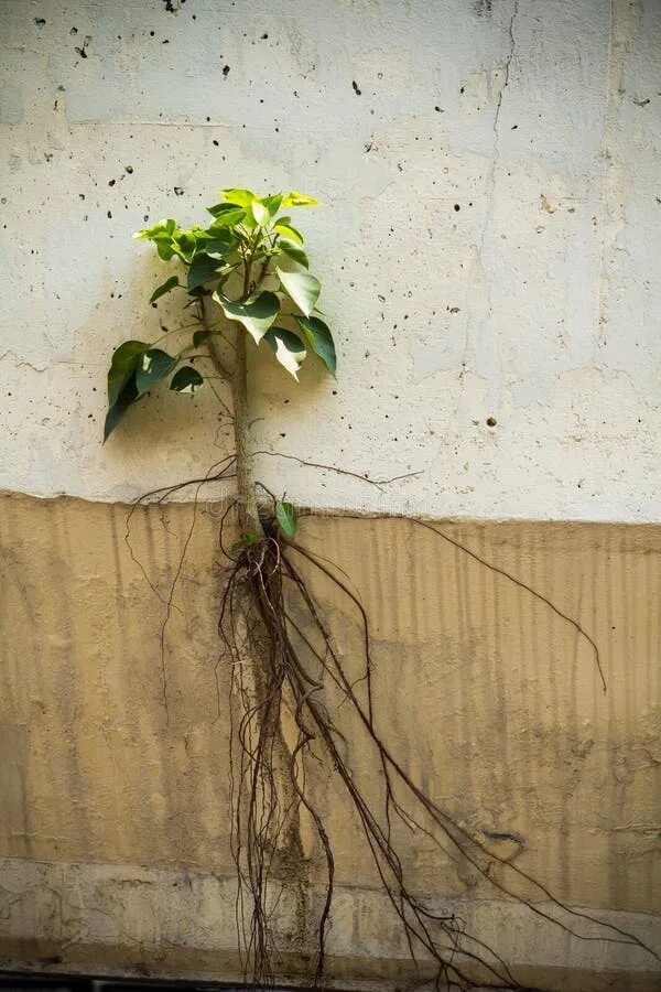 Воспитать корень. Трава которая растет из стен. Корни от дерева на стене. Цветок вырастает из деревяшки. Почему деревья растут из стены.