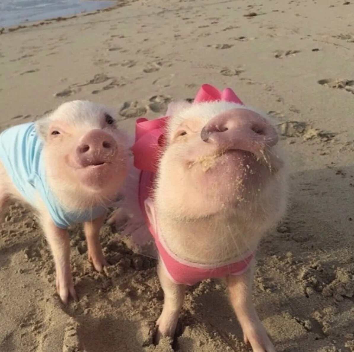 Включи фотки свинок. Скинни-минипиг. Хрюшка на пляже. Две свиньи на пляже. Свинка на пляже.