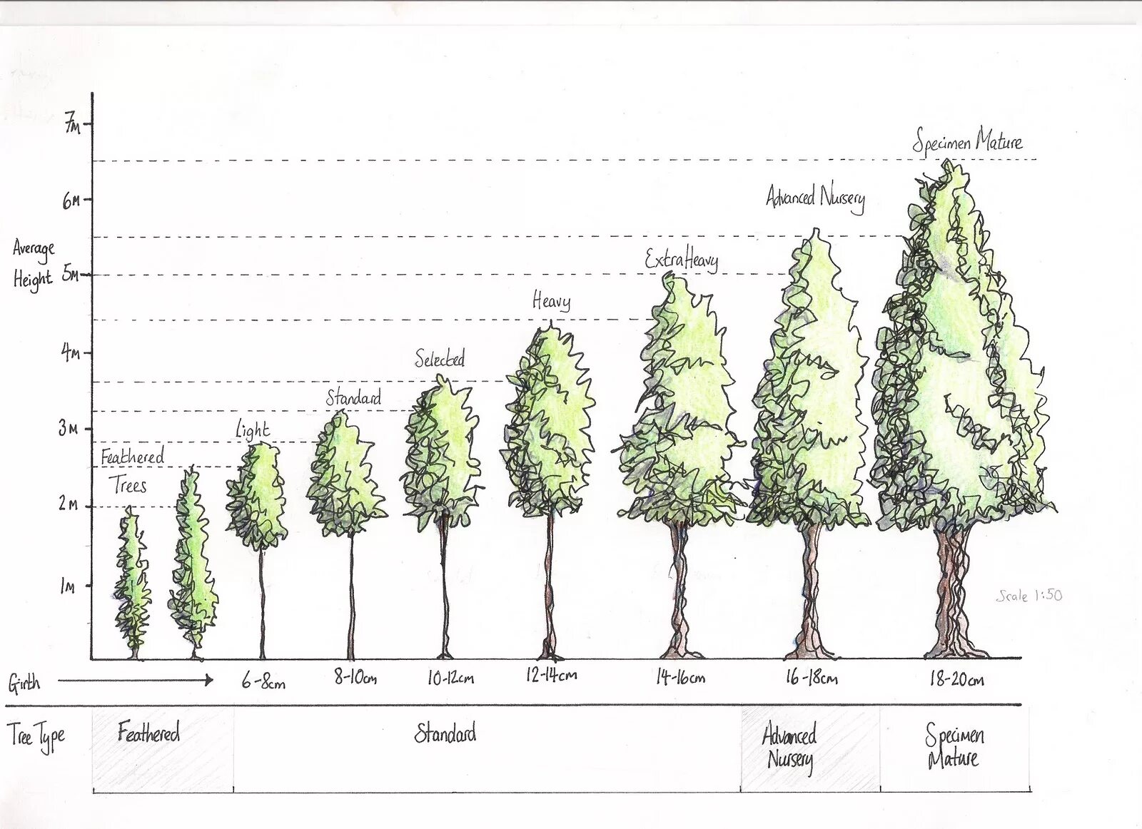 Высота дерева. Высота деревьев и кустарников. Средний диаметр кроны дерева. Деревья по высоте.