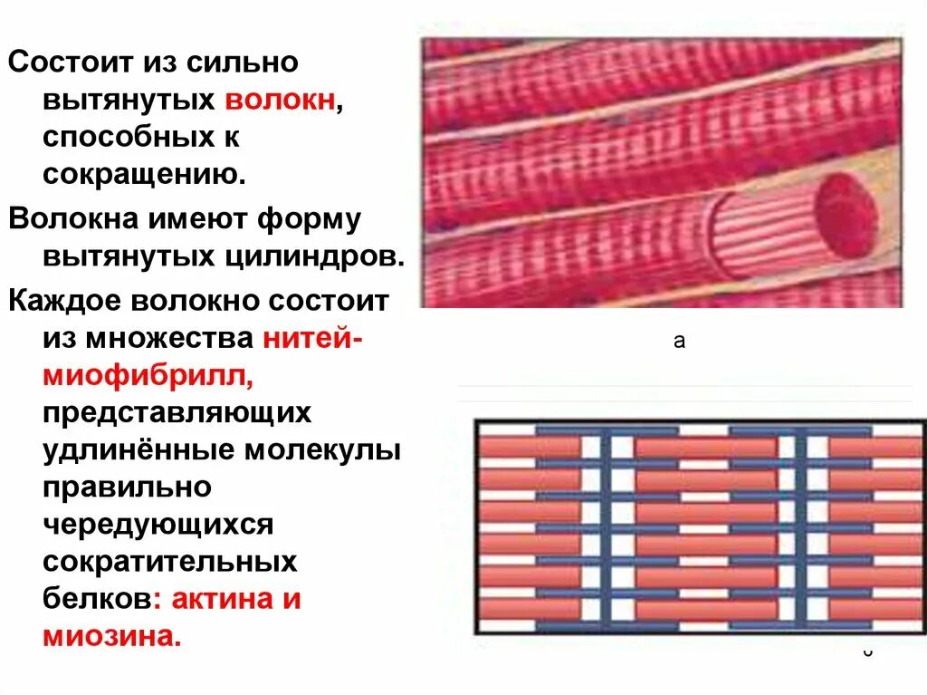 Сравнение мышечной и нервной ткани. Мышечная си нервная ткани. Клетки мышечной ткани. И нервная и мышечная ткани обладают. Сильно вытянутые клетки